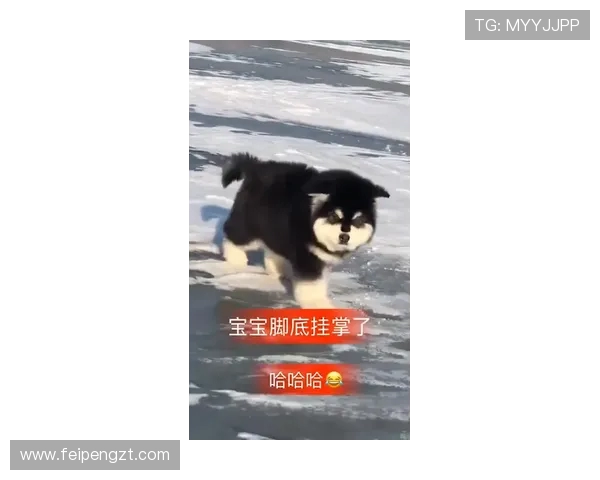 南墨尔本与阿拉门激战正酣谁能在这场对决中笑到最后 南墨尔本与阿拉门激战正酣谁能在这场对决中笑到最后